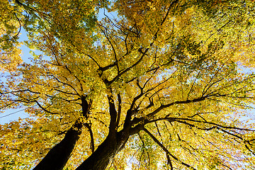 Image showing autumn trees on blue sky