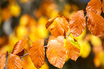 Image showing Autumn background