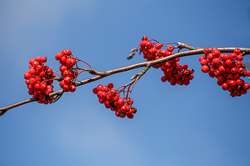 Image showing detail of Rowan Berries (Sorbus aucuparia)