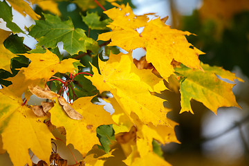 Image showing Autumn background