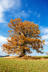 Image showing alone orange autumn tree on a green field