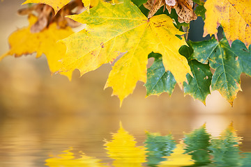 Image showing autumn leaves, reflecting in water