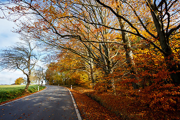 Image showing rural Road in the autumn with yellow trees