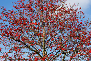 Image showing tree of Rowan Berries (Sorbus aucuparia)