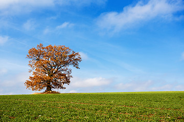 Image showing alone orange autumn tree on a green field