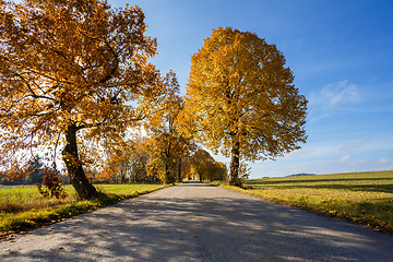 Image showing rural Road in the autumn with yellow trees