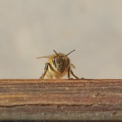 Image showing Bee insect