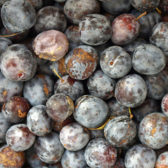 Image showing Prunes picture