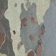 Image showing Bark picture