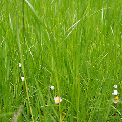 Image showing Grass meadow