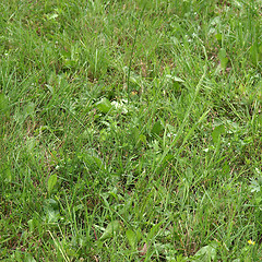 Image showing Grass meadow