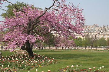 Image showing Flowers in Tuillier garden