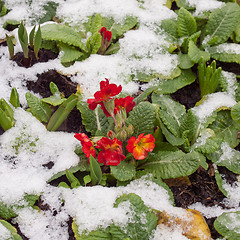 Image showing Primrose flower