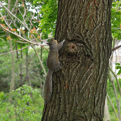 Image showing Squirrel