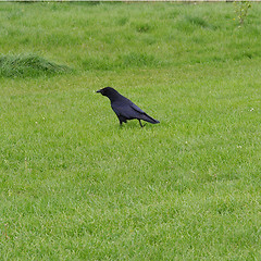 Image showing Black crow