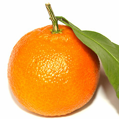Image showing Tangerine picture