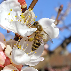 Image showing Bee fetching nectar from flower