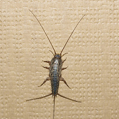 Image showing Firebrat insect