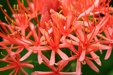 Image showing Red flowers