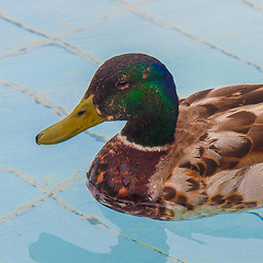 Image showing Duck bird