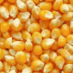 Image showing Maize corn