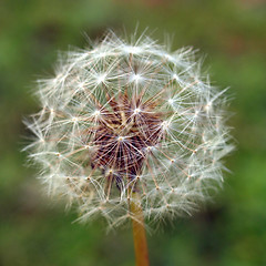 Image showing Dandelion picture
