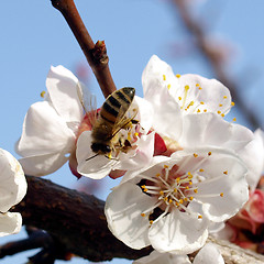 Image showing Flower