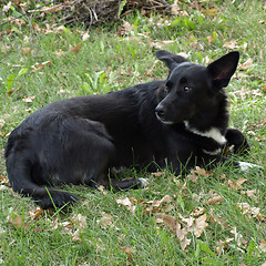 Image showing Black dog