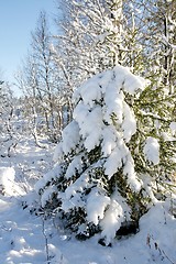 Image showing Spruce with snow