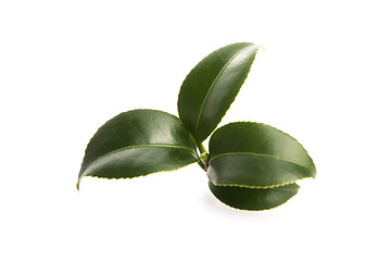 Image showing fresh tea leaves isoalted on the white background