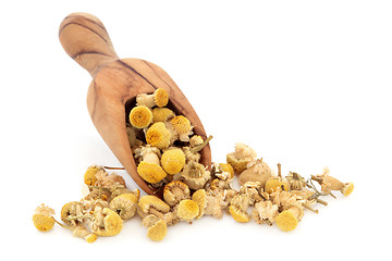 Image showing Chamomile Herb Flowers 