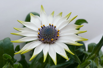 Image showing white daisy