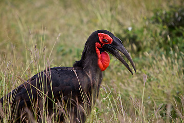 Image showing Southern Ground Hornbil