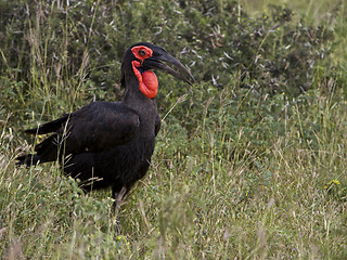 Image showing Southern Ground Hornbil