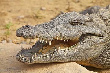 Image showing Crocodile