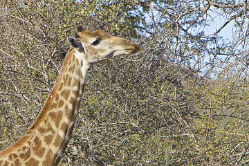 Image showing Giraffe 