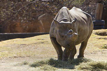 Image showing Rhino