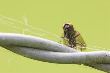 Image showing climbing