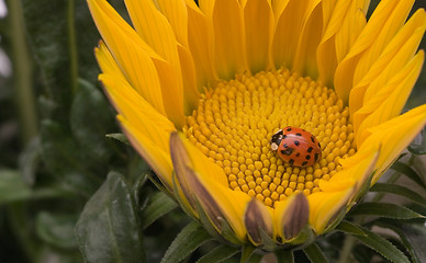 Image showing Lady in yellow