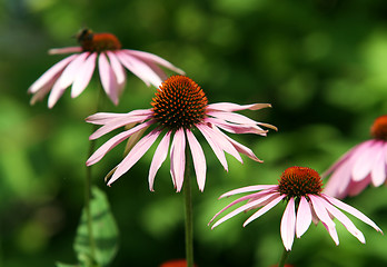 Image showing Rudbeckia