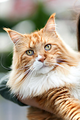 Image showing Maine Coon Cat