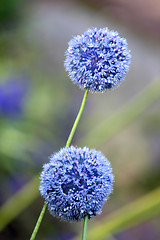 Image showing Allium Giganteum