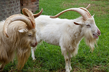 Image showing Goats