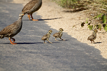 Image showing Natal Francolin