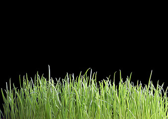 Image showing green grass