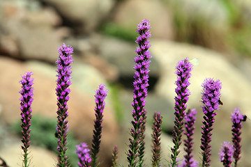 Image showing Liatris