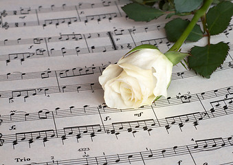 Image showing White rose