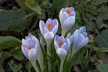 Image showing crocus