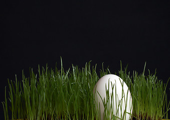 Image showing Egg in grass