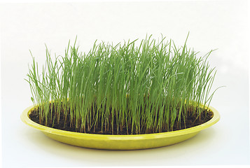 Image showing Grass